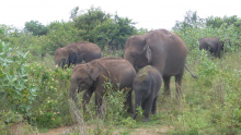 0308-Elefantenherde