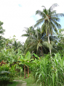 05 Plantage bei Ocho Rios  Jamaika