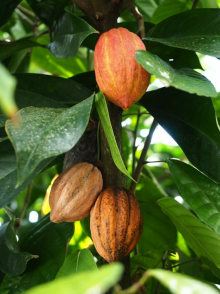 06 Kakaopflanzen auf Jamaika