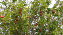 210-Granatapfelbaum