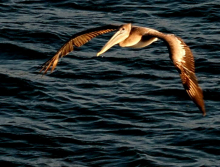 32 Pelikan vor Cartagena